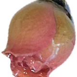 Pink 3D Resin Rose HF027