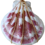 Shell #3