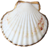 Shell #4