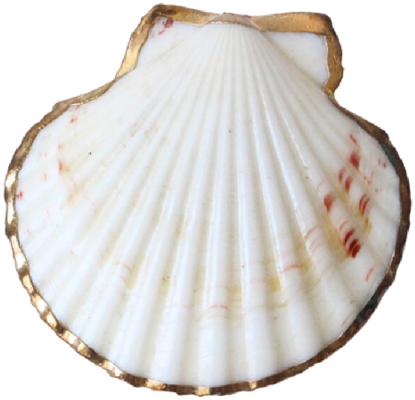 Shell #4