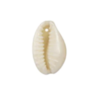 Cowrie Shell CW001