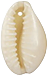 Cowrie Shell CW001