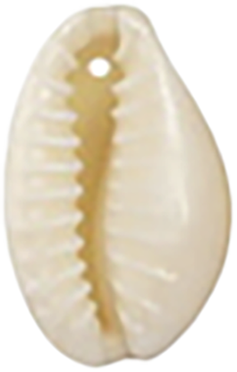 Cowrie Shell CW001