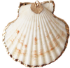 White Shell Pendant P014