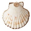 White Shell Pendant P014
